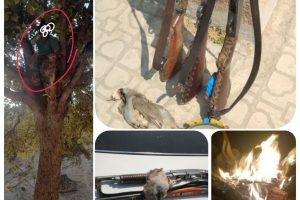 دستگیری ۴شکارچی متخلف در چرام