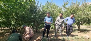 عملیات زنده گیری خرس در باغات سی‌سخت