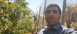 عملیات زنده گیری خرس در باغات سی‌سخت