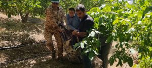 عملیات زنده گیری خرس در باغات سی‌سخت