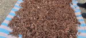 کشت زعفران در بن زرد علیا