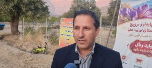 کشت زعفران در بن زرد علیا
