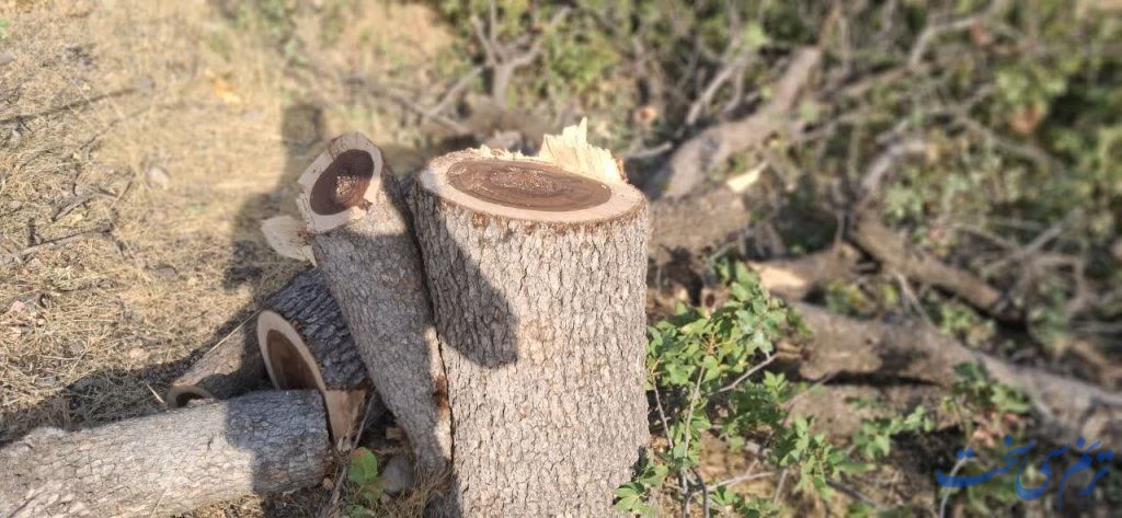 قطع درختان بنه روستاهای دنا