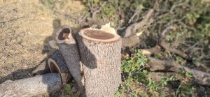 قطع درختان بنه روستاهای دنا