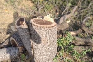 قطع درختان بنه روستاهای دنا